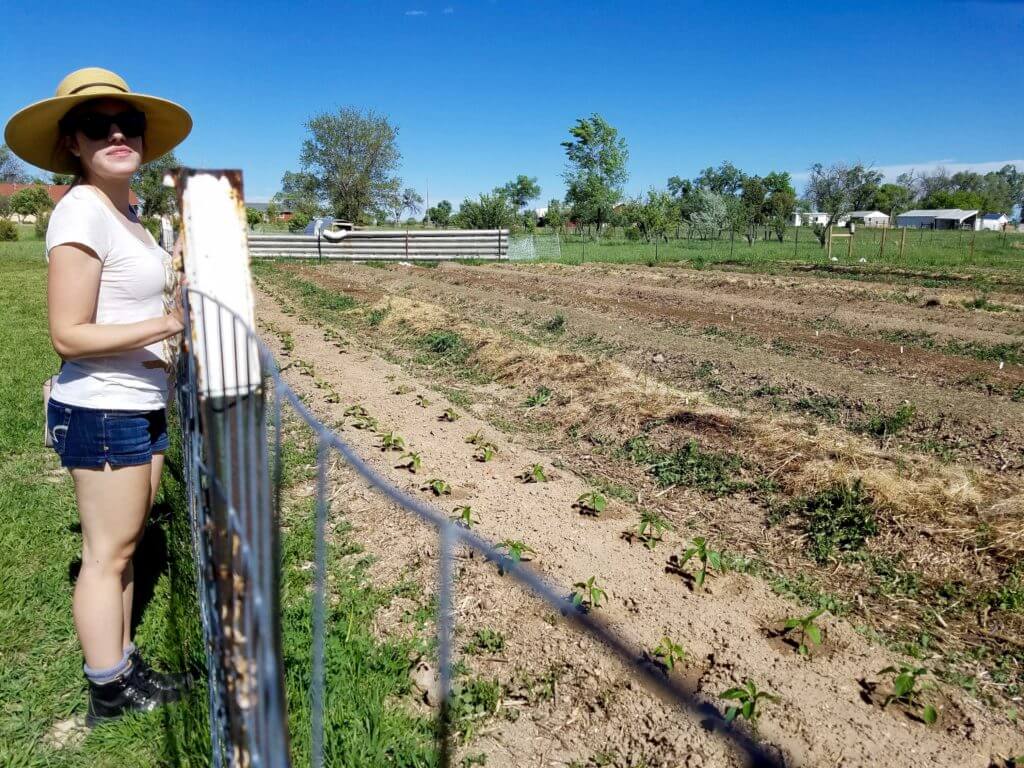 Edie with the Wheelers' coming crops of peppers, lettuce and more.