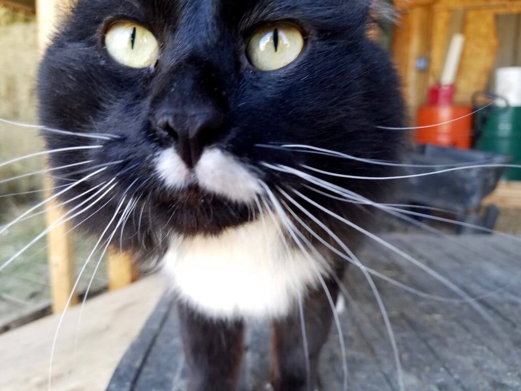 Barn cat.