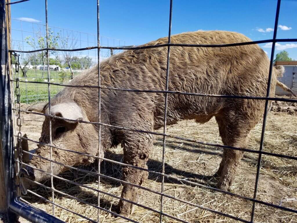 A mixed-breed Mangalitsa/Red Wattle pig.