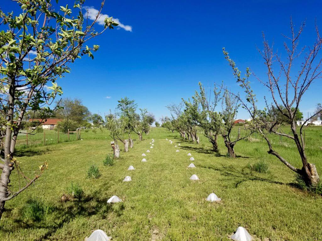 Melons planted between 70-year-old apple trees.