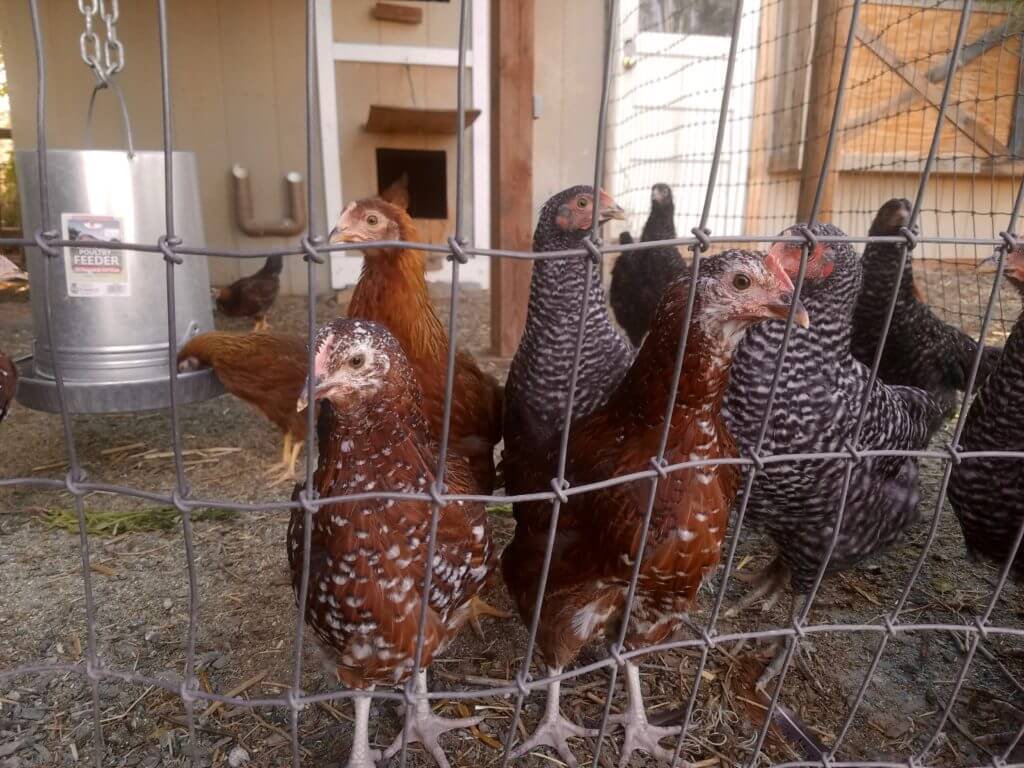 Young chickens separated from the main flock until older.